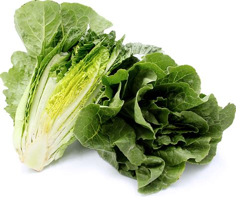 Romaine Lettuce Information And Facts