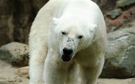 Nature Animals Polar Bears Wallpapers Hd Desktop And Mobile