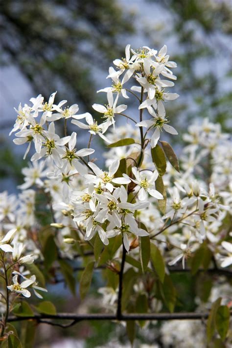 Zone 5 Ornamental Tree Varieties Choosing Flowering Trees For Zone 5