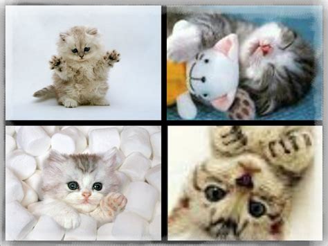 Cute Kittens Kittens Fan Art 34587439 Fanpop