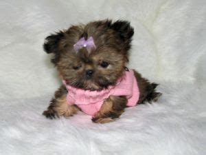 My name is amy and we are located in beautiful st. Shih Tzu puppies for sale