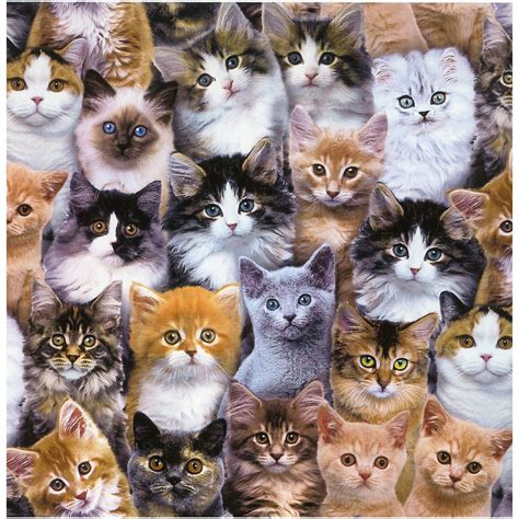 Много кошек 200 фото фото картинки и рисунки скачать бесплатно