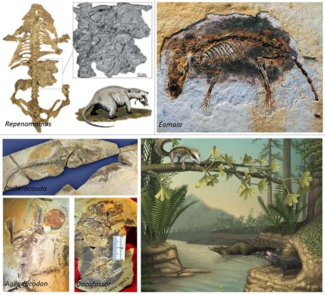 Palaeontology Online Article Fossil Focus Fossil Focus The First