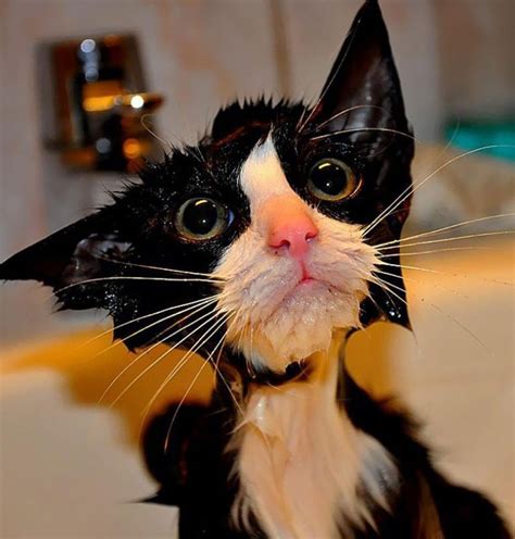 10 Wet Funny Cats Cute Animal Names
