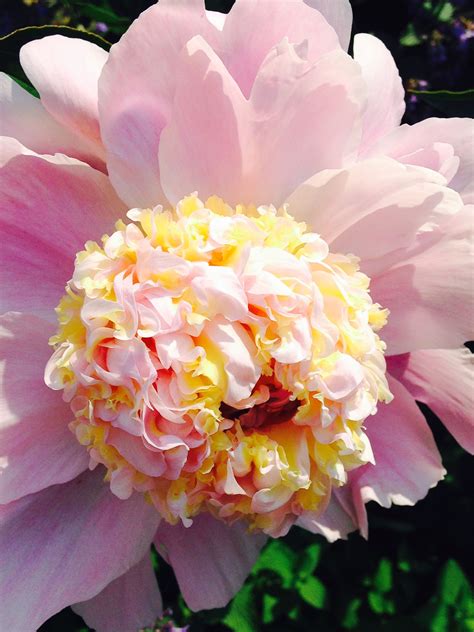 15 Flowers That Start With Peony Ideas Chimp Wiring