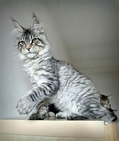 Pin Auf Maine Coon Cats