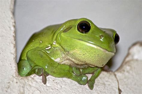 Are Australian Green Tree Frogs Poisonous Mari Casper