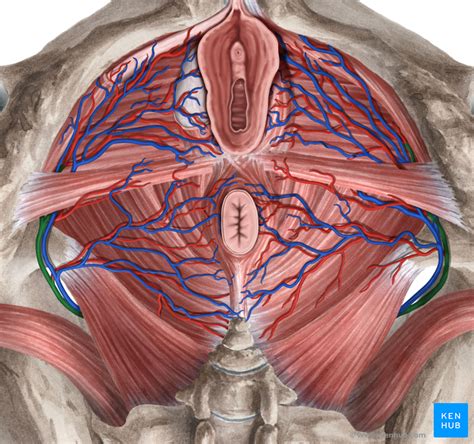 Internal Pudendal Artery Anatomy