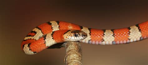 What Are The Cutest Snake Breeds With Pictures Petshoper