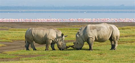 Lake Nakuru National Park Day Trip Kana Safaris