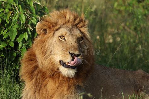 Young Male Lion Face Closeup In The African Savannah Stock Image