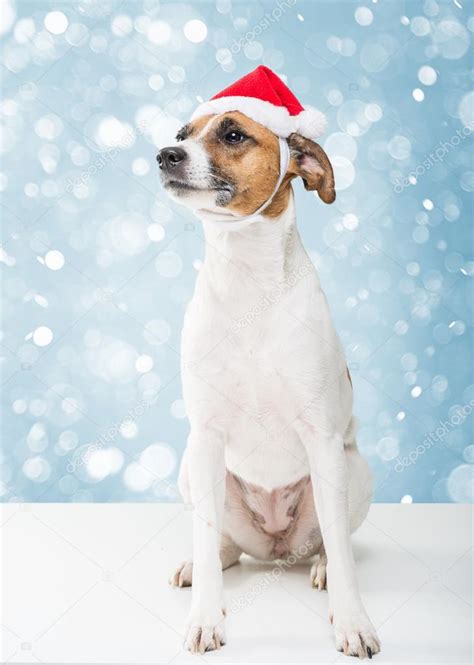 Dog In Santa Hat — Stock Photo © Geribody 89616250