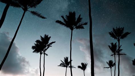 Wallpaper Palm Trees Starry Sky Night Silhouettes Dark Hd Picture