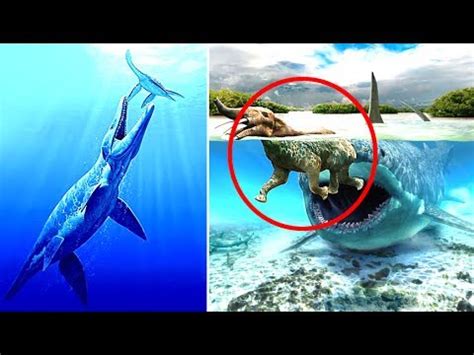 Megalodon shark demands rematch with predator x and moby. Megalodon Vs Predator X Who Would Win? - YouTube