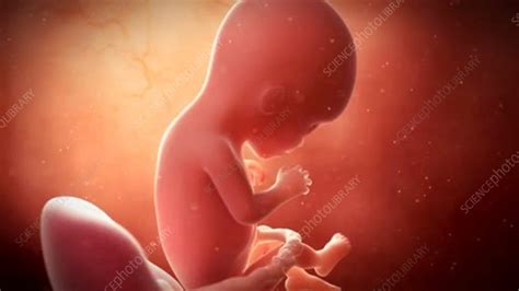 Human Foetus Stock Video Clip K0061387 Science Photo Library