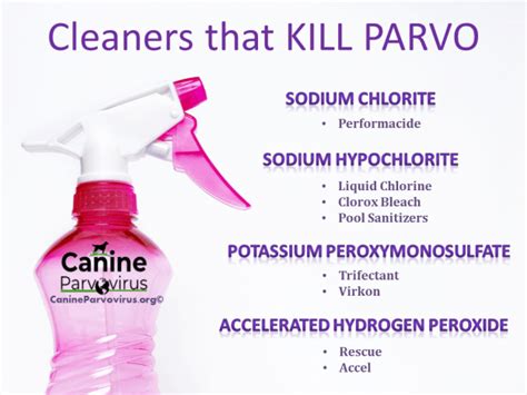 Cleaners That Kill Parvo Canine Parvovirus Parvo Cleaning Protocol