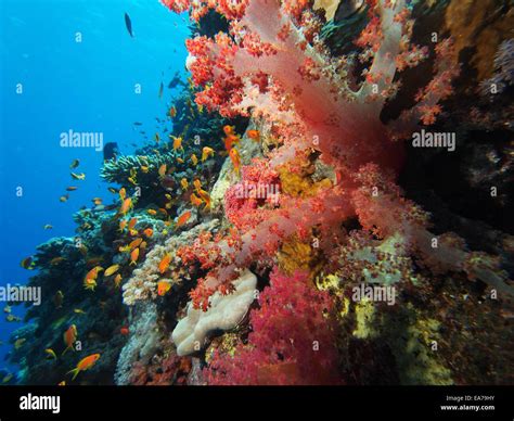 Coral Reef In Red Sea Stock Photo Alamy