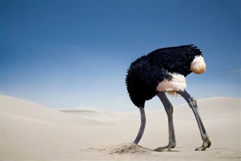 Ostrich Head In Sand Do Ostriches Really Bury Their Heads