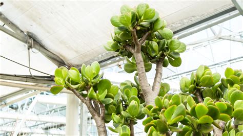 In colder climates, it's typically grown as but that is only one type of jade plant we commonly know. 5 Indoor Plants You Can Get and (Almost) Forget : Mulhall's