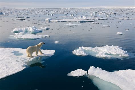 11 Facts You Didnt Know About Polar Bears Wwf