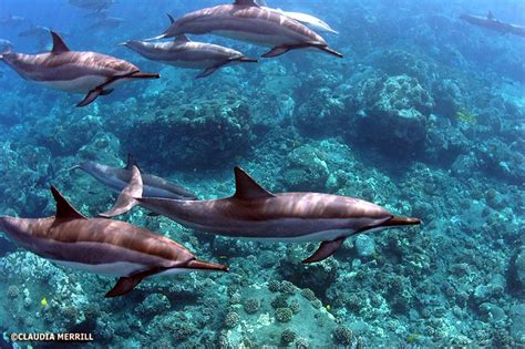 Swim With Dolphins Kona Hawaii Swimming With Wild
