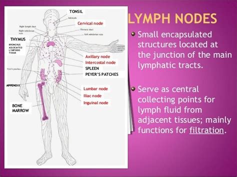 Why Do Lymph Nodes Appear Whadoq