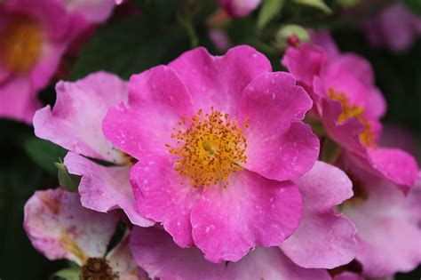 North Dakota State Flower Facts Best Flower Site
