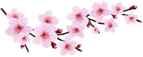 Sakura Flower Clip Art Graphic Png Download Cherry Blossom Clipart
