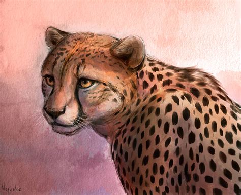 Cheetah By Noquelle On Deviantart