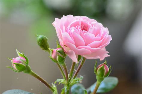 Kostenlose Foto Blühen Blume Blütenblatt Botanik Rosa Flora