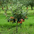 Zwerg-Apfelbaum Lowfruit® Maloni Gullivers® online kaufen bei Gärtner ...