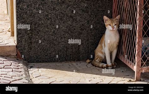 Feral But Friendly Cats Stock Photo Alamy