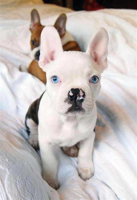 77 French Bulldog White Blue Eyes Picture Bleumoonproductions