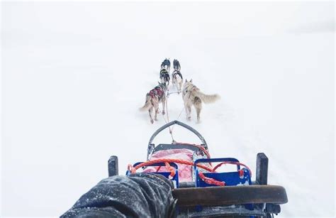 Self Drive Dog Sledding Excursion Near Kiruna Sweden