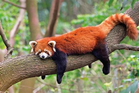 Human Activity Is Pushing Red Pandas Towards Extinction Geographical