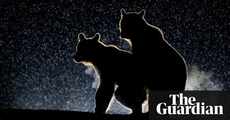 The 2017 Comedy Wildlife Photography Awards Environment The Guardian