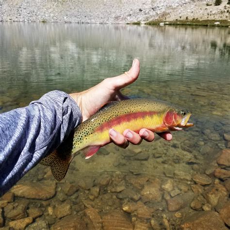 Caught Some Golden Trout In The Central Idaho Mountains This Week R