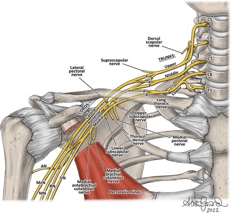 Brachial Plexus A Anterior Division An Axillary Nerve Mcn