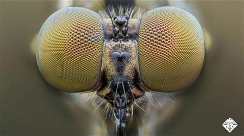 Mosquito Eye Inspires Artificial Compound Lens That Could Lead To New Vision Systems [video]
