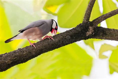 Beautiful Java Sparrow Bird Standing Rested On The Green Natural