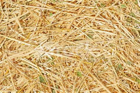 Texture Of Straw Stock Photo Royalty Free Freeimages