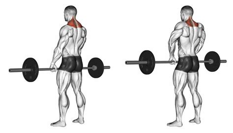 Shoulder Shrug How To Use Them In Your Workouts