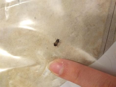 found in my apartment is this a bed bug r bedbugs