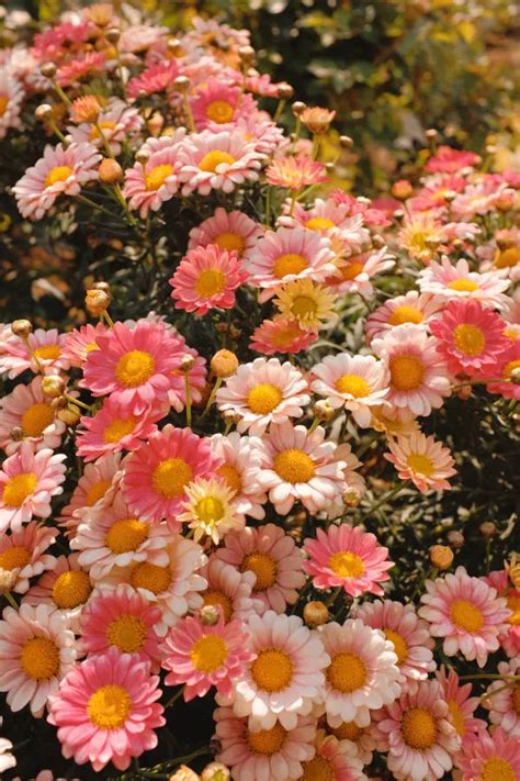 Download Pink Daisies Vintage Flower Aesthetic Wallpaper