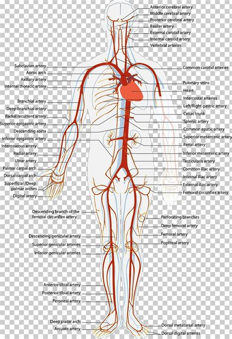 Anatomy Veins And Arteries Model Labeled