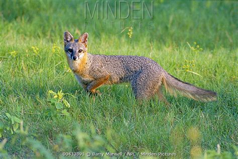 Minden Pictures Common Gray Fox Urocyon Cinereoargenteus Portrait
