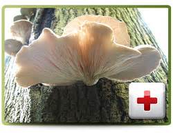 Oyster mushroom - Mushroom Guru