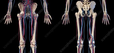 Hip Leg And Hand Bones And Blood Vessels Illustration Stock Image