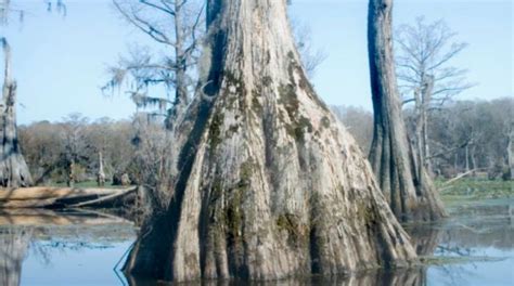 North Carolinas Bald Cypress Tree Is One Of The Oldest