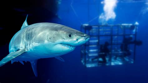 great white shark gets trapped in cage with diver still inside 98 7 the gator clint